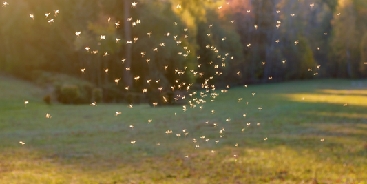 Mosquito Disease Outbreaks Are Surging in 2025: What You Need to Know
