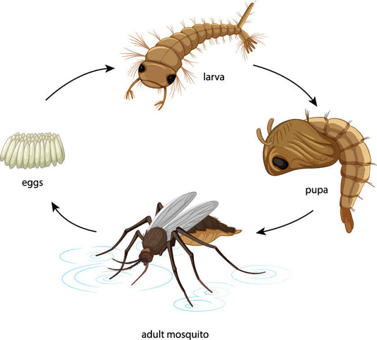 Understanding the Life Cycle of the Mosquito – So You Can Get Rid of Them More Effectively