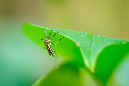 How the Outside Weather Affects Indoor Mosquito Activity and What You Can Do About It